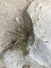 Juncus parryi