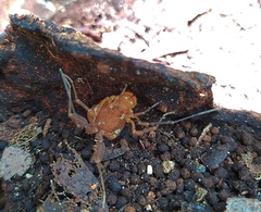 Erginulus roeweri