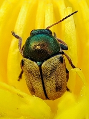 Cryptocephalus laetus