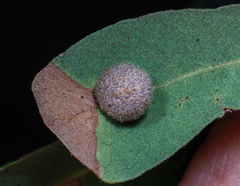 Cynips multipunctata