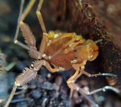 Erginulus roeweri