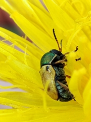 Cryptocephalus laetus