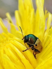 Cryptocephalus laetus