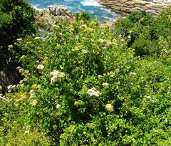 Gymnanthemum capense