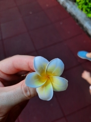 Plumeria rubra
