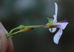 Pelargonium crispum