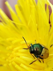 Cryptocephalus laetus