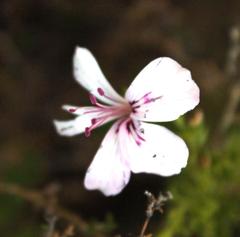 Pelargonium crispum