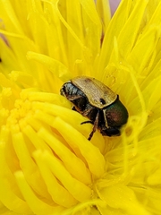 Cryptocephalus laetus