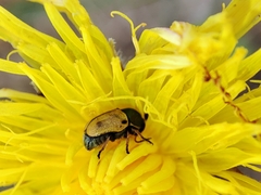 Cryptocephalus laetus