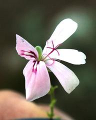Pelargonium crispum