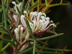 Hakea trifurcata