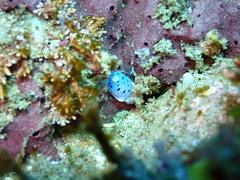 Goniobranchus thompsoni