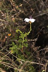 Pelargonium crispum
