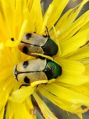 Cryptocephalus laetus