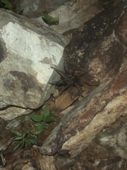 Phormictopus atrichomatus