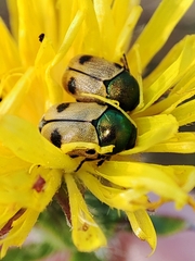 Cryptocephalus laetus