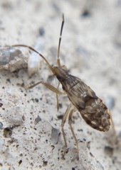 Belonochilus