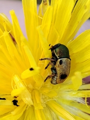 Cryptocephalus laetus