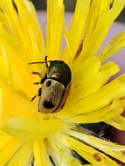 Cryptocephalus laetus