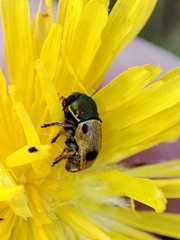 Cryptocephalus laetus