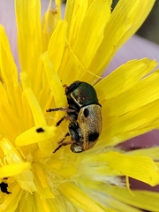 Cryptocephalus laetus