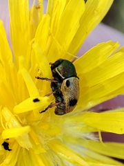 Cryptocephalus laetus
