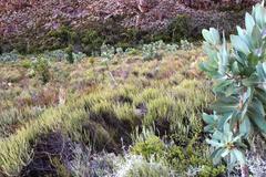Myrovernix glandulosus