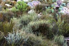 Myrovernix glandulosus