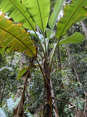 Musa banksii