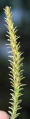 Myrovernix glandulosus