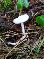 Zhuliangomyces illinitus