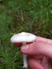 Zhuliangomyces illinitus