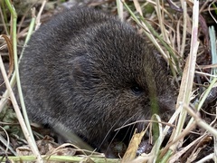 Microtus oregoni