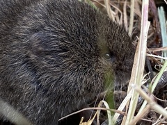 Microtus oregoni