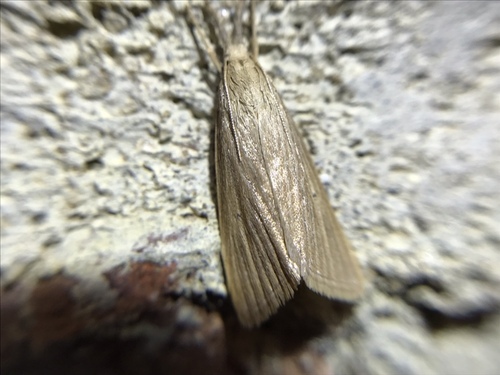 Delightful Donacaula Moth photo 2
