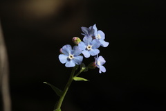 Hackelia velutina