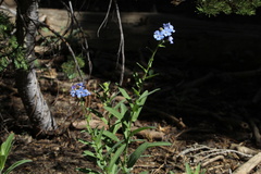 Hackelia velutina