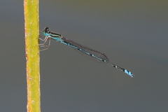 Austroagrion exclamationis