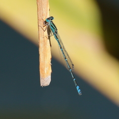 Austroagrion exclamationis