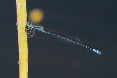 Austroagrion exclamationis