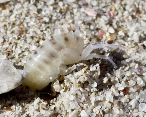 Africorchestia quadrispinosa