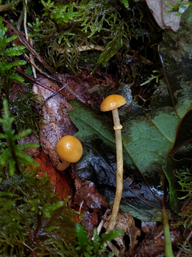 Pholiotina sp. 'AK01'