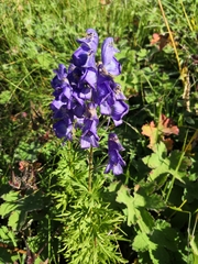 Aconitum nasutum