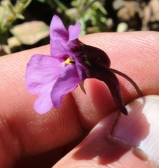 Diascia macrophylla