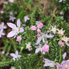 Philotheca salsolifolia