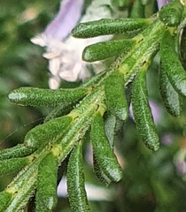 Philotheca salsolifolia