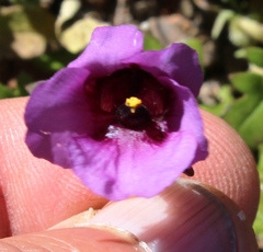 Diascia macrophylla