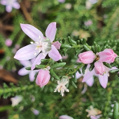 Philotheca salsolifolia