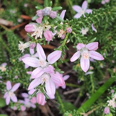 Philotheca salsolifolia